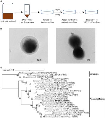 Characterization of a Deep-Sea Actinobacterium Strain Uncovers Its Prominent Capability of Utilizing Taurine and Polyvinyl Alcohol